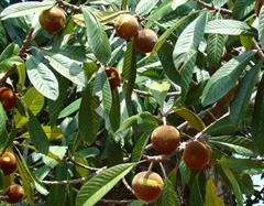 پوتریا ونوسا